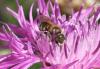 Osmia sp.